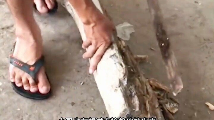 น้องเหมียวผู้น่าสงสารเผลอเอาหัวติดอยู่ในไม้ กำลังจะขาดอากาศจนสำลัก โชคดีที่เจอคนใจดีเข้ามาช่วย!