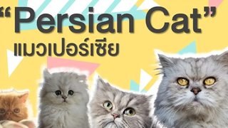 EP 2 : ประวัติ ที่มา ลักษณะนิสัย แมวเปอร์เซีย Persian Cat