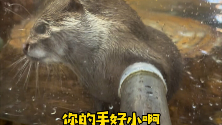 Little otter's tiny paws feel so nice to touch!