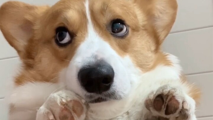 Once dog owners start rhyming, they just can’t stop!