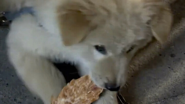 Anak anjing sebenarnya tahu segalanya, tapi demi nggak terlalu canggung, dia pura-pura tidur.