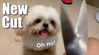 My Dog Gets A New Hair Cut | Cute & Funny Shih Tzu Dog Video