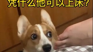 “ 嫉妒使狗面目全非 ”
