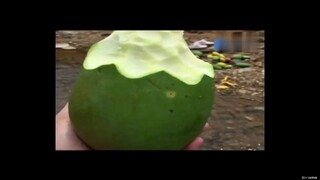 Makan mangga