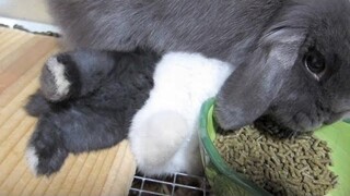 กระต่ายน้อยโจมตีแม่เพื่อดื่มนม!