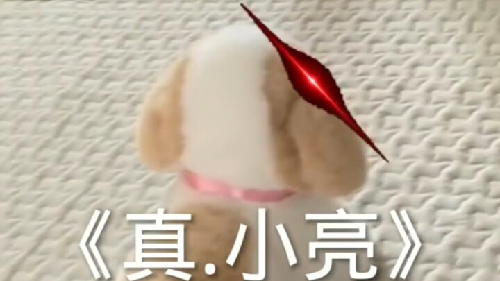 «Chân Tiểu Lượng»