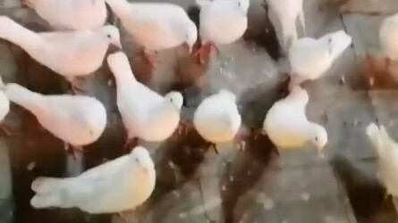 Bồ câu: Thả bồ câu ư?