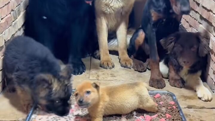 Cún con: Trước bữa ăn đã họp hành, anh đúng là chó mà~