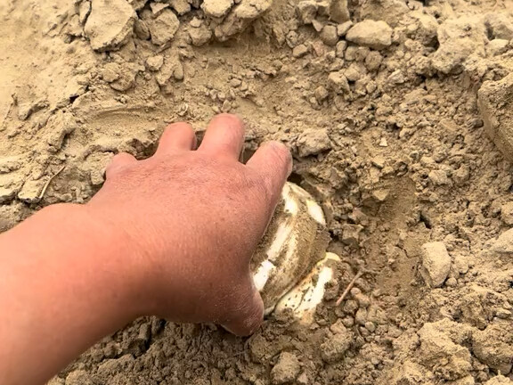 Delicious Chinese Mushrooms