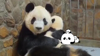 Giant Panda|Naughty Panda Cub