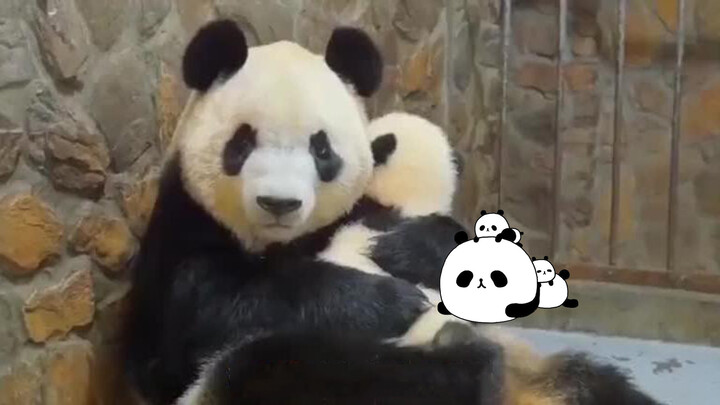 Giant Panda|Naughty Panda Cub