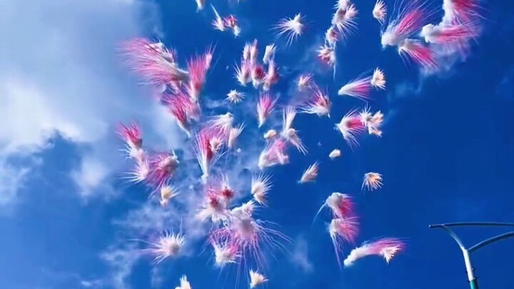 Khi nở tung ra trông giống hoa hợp hoan, đẹp quá!