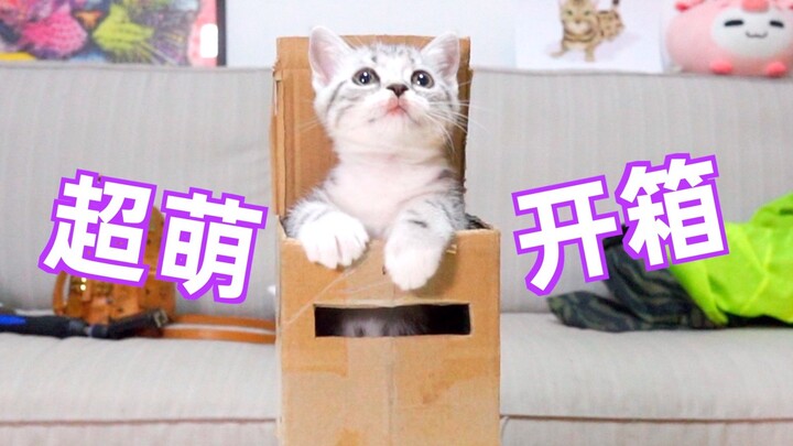 Unboxing a super cute kitten, what will happen when you cut its nails for the first time?