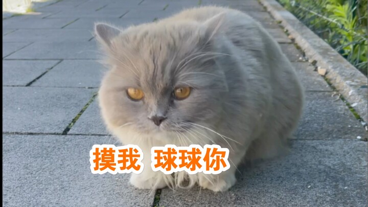 When my cat hasn’t seen me for an hour, I feel like I want to run away…