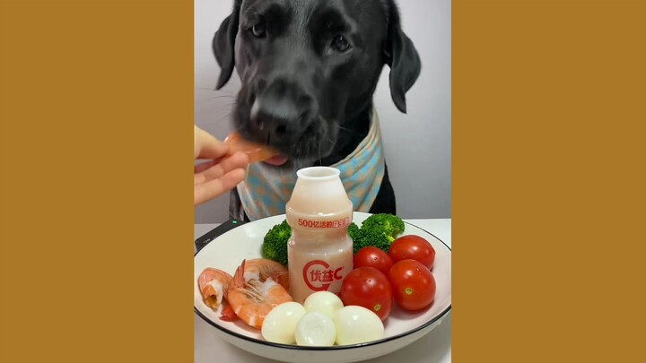 Adorable Dog Enjoys a Tasty Meal