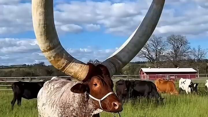 1 Minuto Animal - Parece Mentira...  #natureza #animais