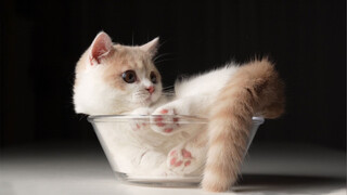 Cat Eating Video: Balanced Diet Share