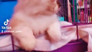 Muezza Kucing Lucu