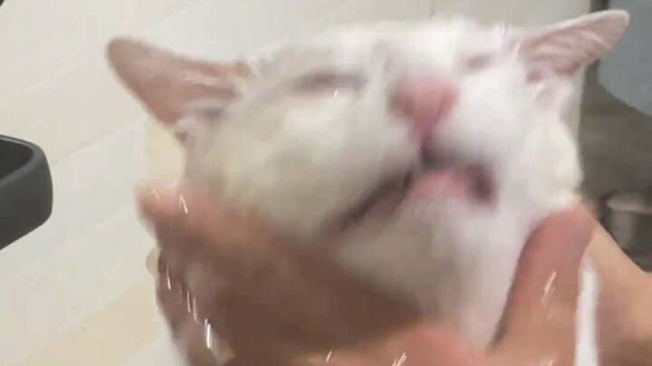 Imersif mencuci muka kucing