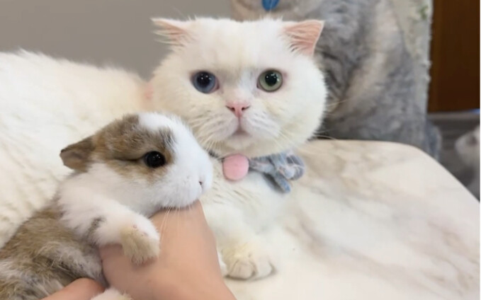 This little rabbit looks like this...