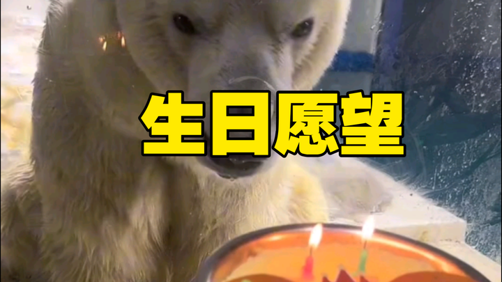猜猜北极熊的生日愿望是什么？