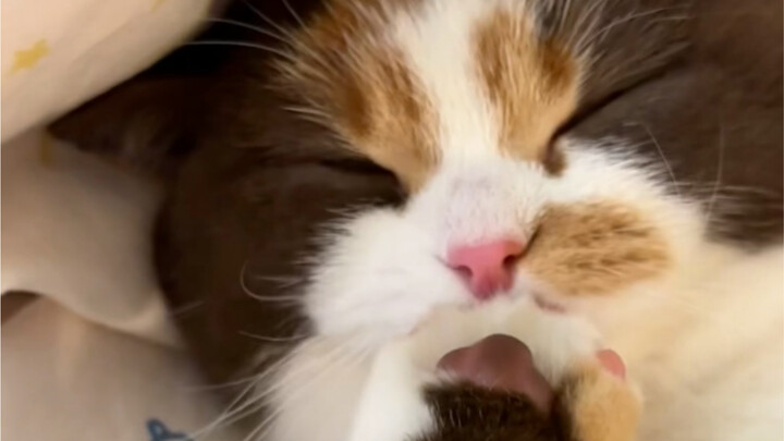 Diriku yang menyedot-nyedot rasa cokelat