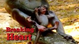 Breaking Heart Monkey Anna Less Care Baby, Monkey Close Her Baby Doesn't Want Baby Asking Milk