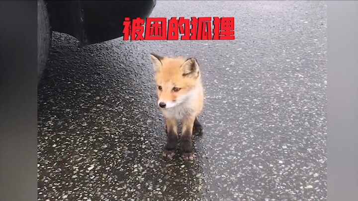 To save his mom, the little fox bravely stopped cars to ask for help—its ending is truly heartwarmin