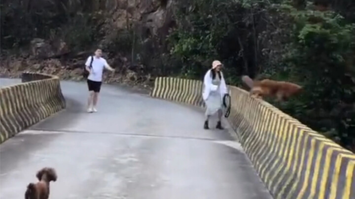 Kami mendorong semua orang untuk mengajak anjing mereka berjalan-jalan di masa depan! ! ! Ingat