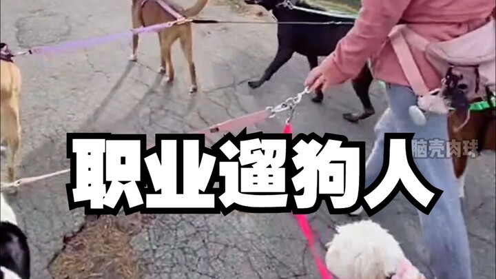 Profesi terkait anjing: pengepakan anjing profesional!