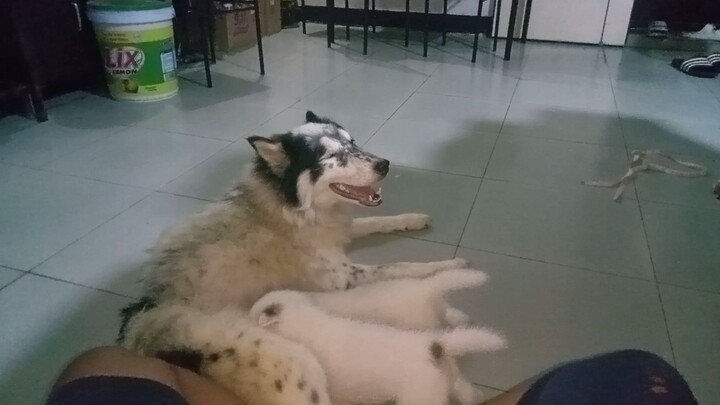 my dog