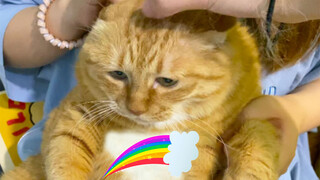 A sad kitten, can't help but hold it.