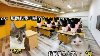 【Guiyuan Cat Meme Mini-Theater】The latest video is here—come check it out!