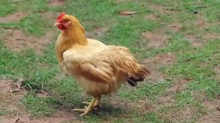 เทียนเปา เซียนน้อยสำนักชิงยุน #พากย์ไทย