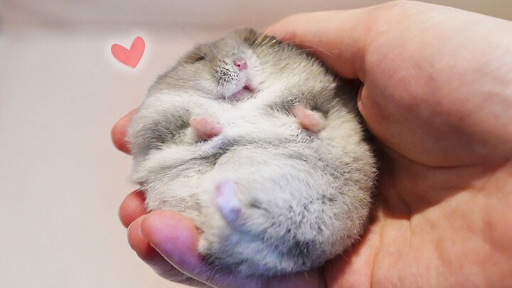 Mouse: I hate humans who have no sense of boundaries the most!