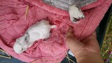 Little bunnies hid everywhere || Love sleeping || BunnyVlog