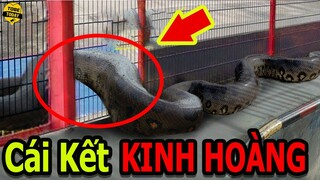 🔴Khóc Thét Với Những Lần Trăn Khổng Lồ Đột Nhập Nhà Dân Nguy Hiểm Và Đáng Sợ Nhất