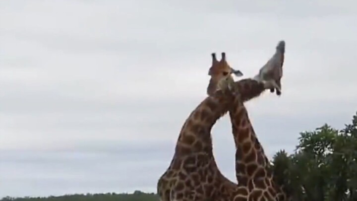 شجار بين غزالين، أحدهما كُسر.