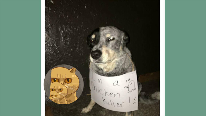 Dogs oversea shamed for hilarious crimes!