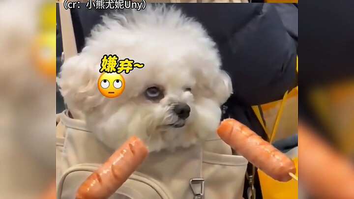 It turns out a dog’s thoughts are all written on its face