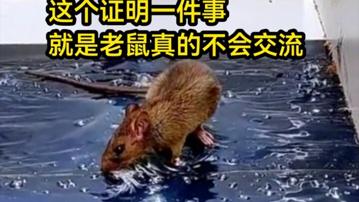 สิ่งนี้พิสูจน์ให้เห็นว่า หนูไม่สามารถสื่อสารกันได้จริงๆ