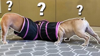My French Bulldogs ตอบสนองต่อของเล่นแมว ปฏิกิริยาของสุนัขตลก😂