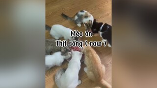 Bà giàu lại rồi các cháu chứ hốc nha 🙄🙄 mèo cute cat