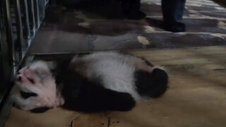 Ibu pulang malam, anaknya semua sudah tergeletak ketiduran.