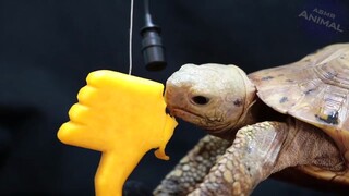 乌龟吃掉了点踩按钮