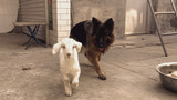 Sheepdog and lamb. This was originally a very beautiful thing, but now it has become very bad.