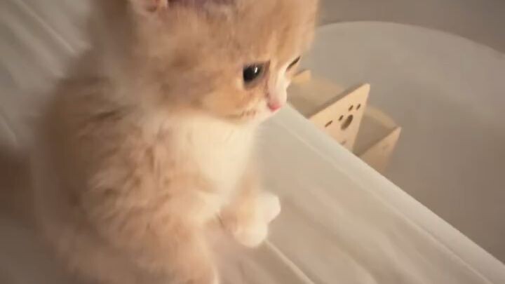 cute cat 🥰❤️