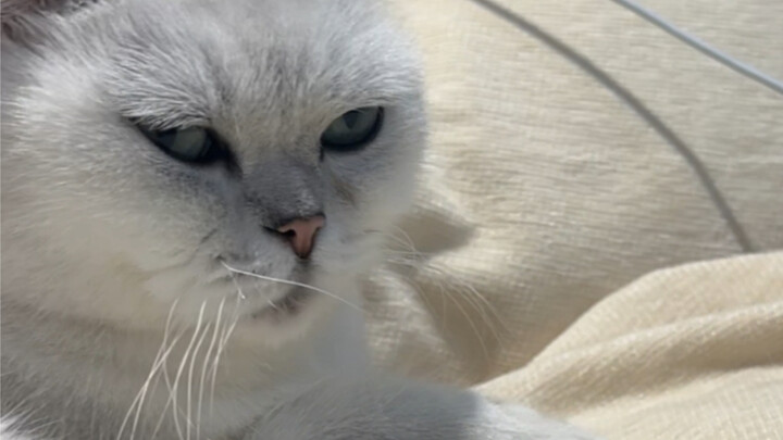 Why does the cat’s paw always have to rest on top of a human hand?