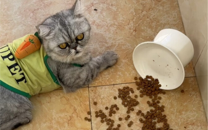 自己的猫自己宠