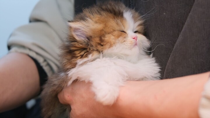 So cats get sleepy watching TV too?